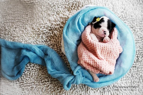 Fotógrafo faz ensaio com filhotes de cachorro recém-nascidos