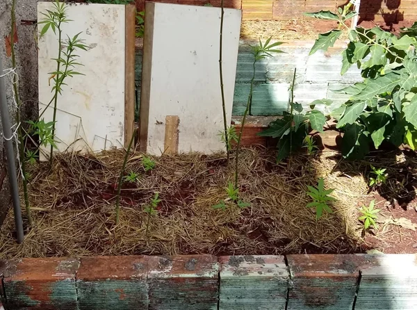 Mulher cultivava pés de maconha em horta no quintal de casa no DF