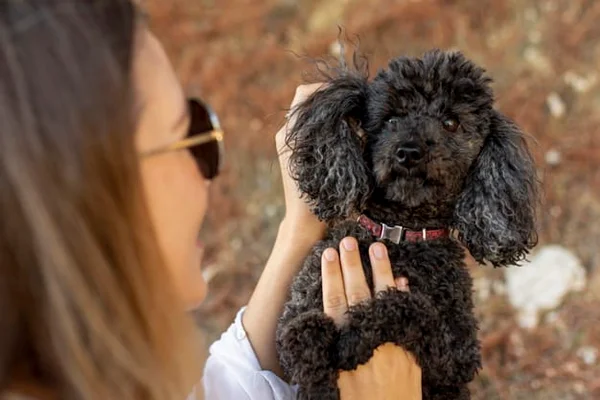 Cachorro recebendo massagem