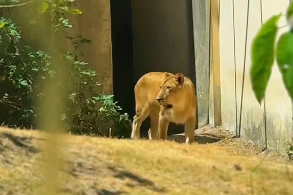 Imagem colorida mostra leoa que matou jovem em zoo na Paraíba de volta à jaula após recuperação - Metrópoles