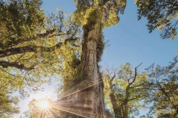 Imagem mostra o Gran Abuelo, uma árvore muito alta, de baixo para cima - Metrópoles