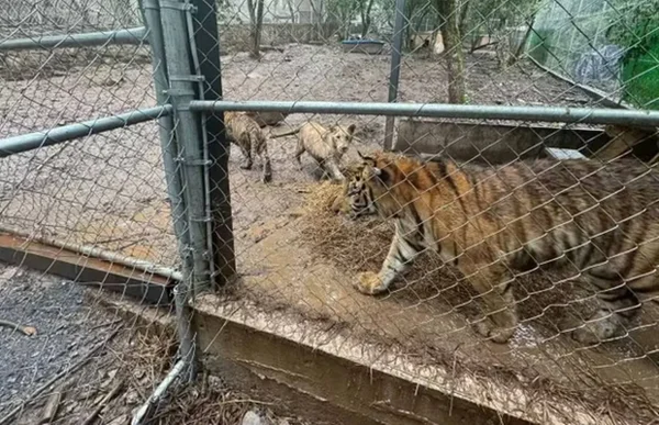 imagem colorida tigres apreendidos operação méxico