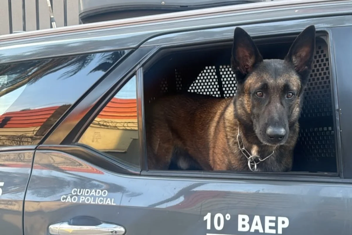 Equipes do 10° Baep prestaram apoio à Operação com cães farejadores Equipes do 10° Baep prestaram apoio à Operação com cães farejadores