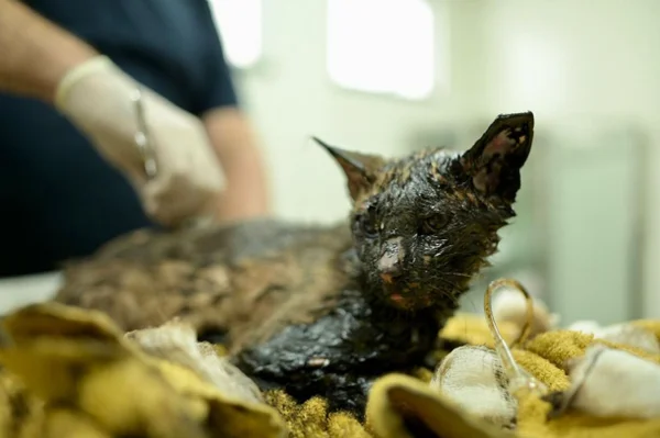 Foto colorido de gato no hospital veterinário -Metrópoles