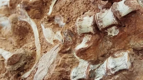 Imagem colorida de fóssil de dinossauro encontrado após chuvas no Rio Grande do Sul
