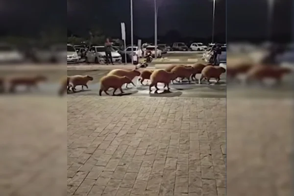 Passeio em família: grupo de capivaras faz visita a shopping do DF