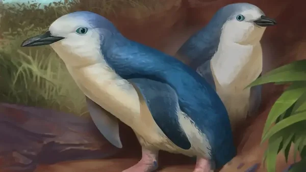 imagem colorida de dois pinguins - Metrópoles
