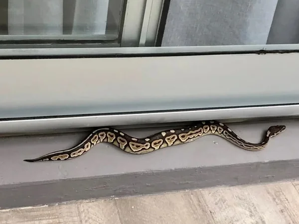 Cobra aparece na janela de apartamento em Buenos Aires, na Argentina