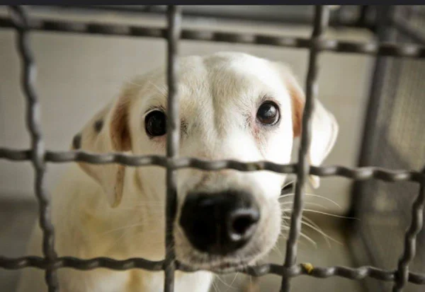 Zoonoses libera 20 cães saudáveis para adoção no Distrito Federal