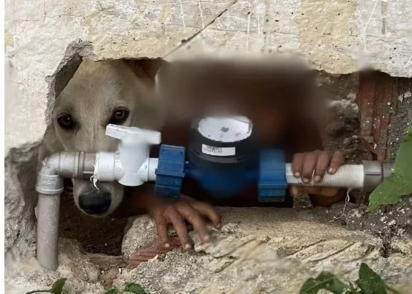 Imagem colorida de menino abandonado com cachorro em AL - Metrópoles