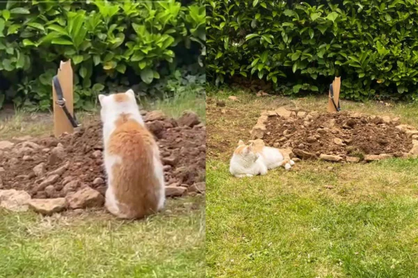 Montagem de duas imagens de gato sentado perto do túmulo