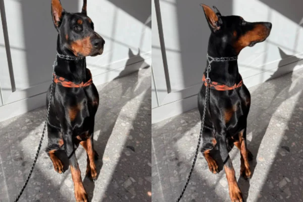 Imagem colorida de cachorro da raça doberman sentado