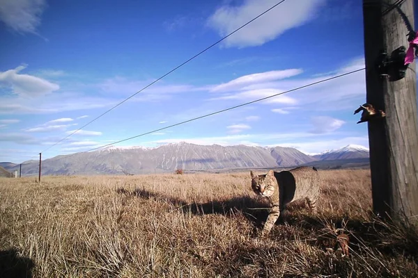 Imagem colorida mostra gato selvagem na Nova Zelândia - Metrópoles