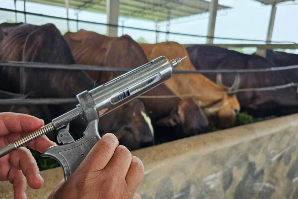 Vacina animal boi