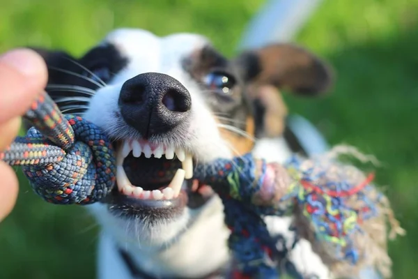 Como fazer o cachorro parar de morder?
