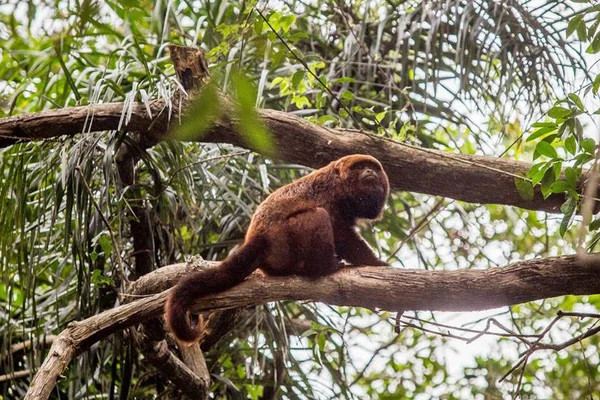 Rio: quase 70% dos macacos mortos foram vítimas de violência humana