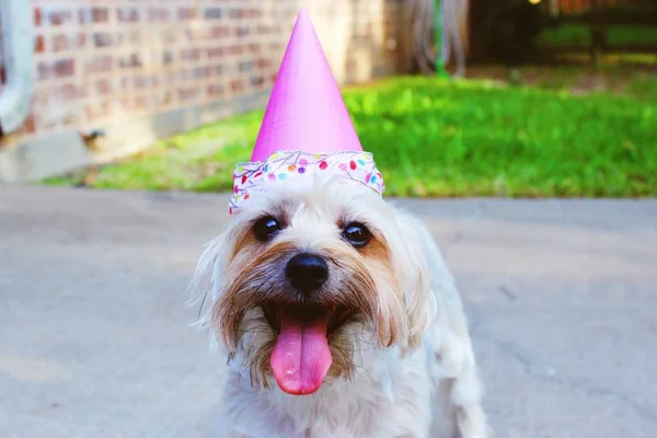 Vila dos pets chega a Brasília com grande evento para os animais