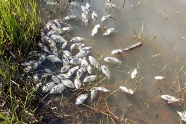 Defesa Civil interditou a Represa do Sharp em razão da grande quantidade de peixes encontrados mortos. Cetesb investiga causas da mortandade - Metrópoles