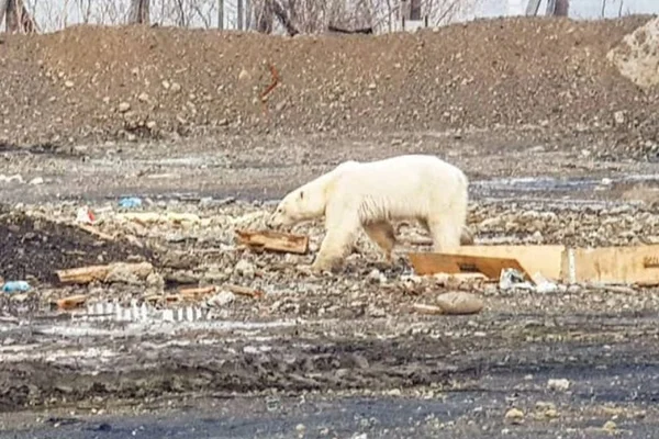 Urso polar faminto é visto revirando lixo a 800 km de seu habitat