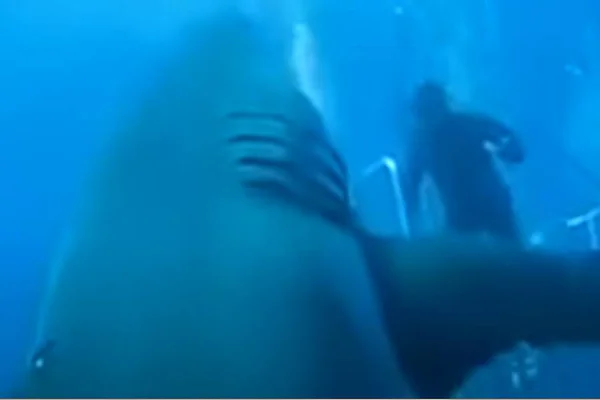 Conheça Deep Blue, o maior tubarão-branco já registrado em vídeo
