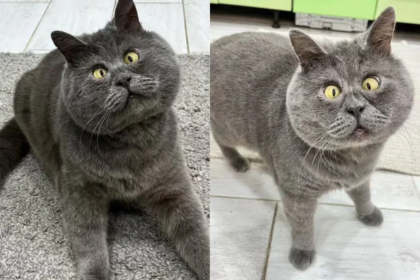 Foto colorida de um gato de pelagem cinza - Metrópoles