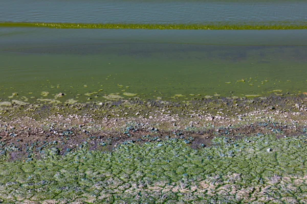 Foto colorida de lago verde com bactérias - Metrópoles