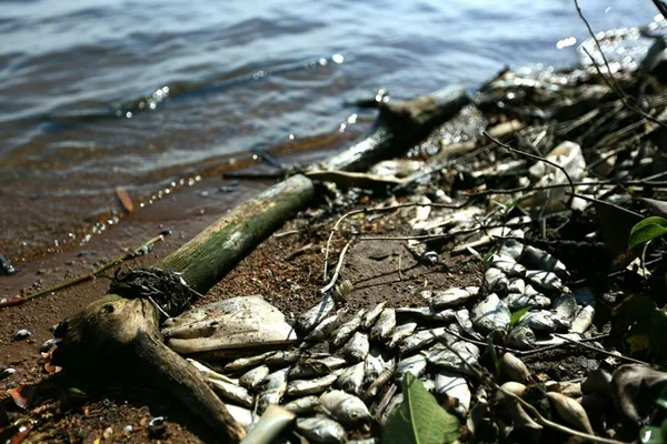 Proliferação de cianobactérias no Lago Paranoá preocupa ambientalistas