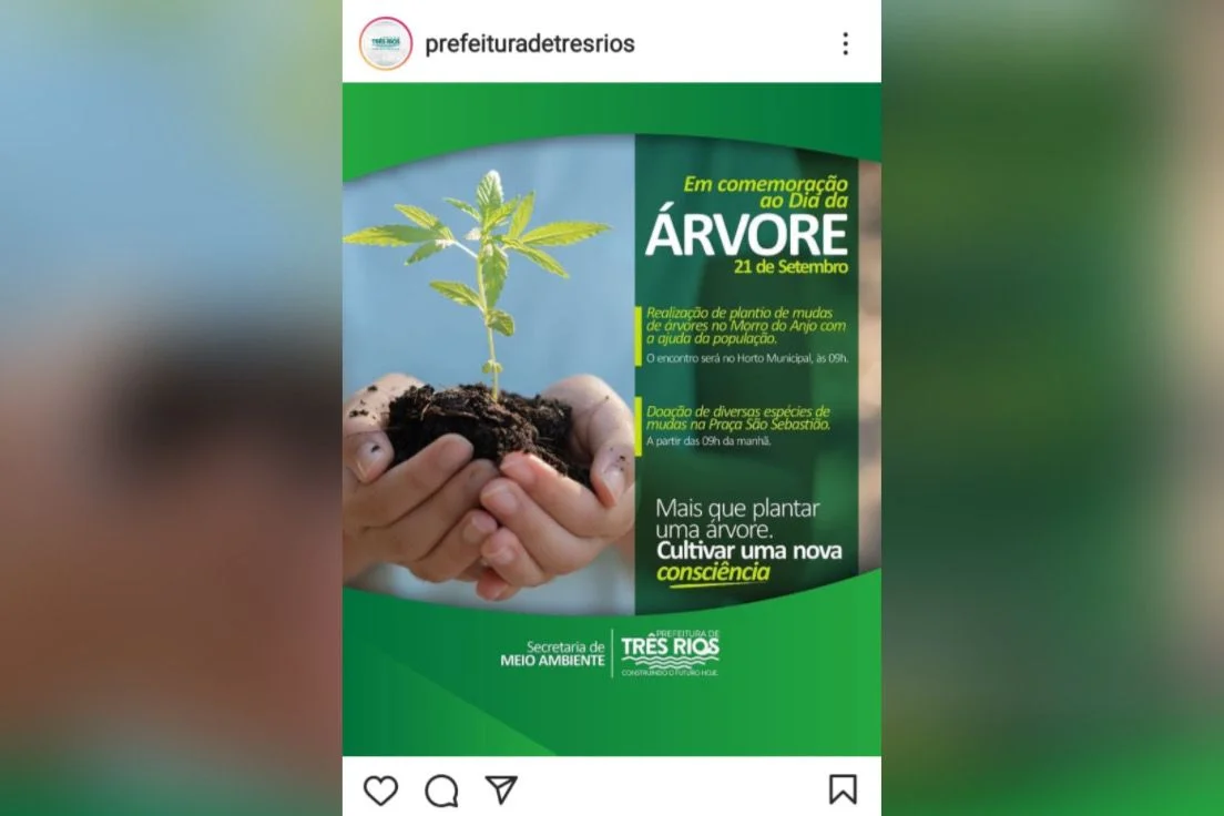 Planta confundida com pé de maconha gerou polêmica em Três Rios Planta confundida com pé de maconha gerou polêmica em Três Rios