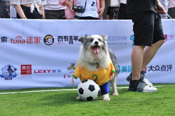 Foto colorida de cachorro usando camiseta do brasil