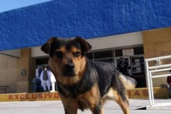 Covito, cãozinho que espera o dono, morto por Covid-19, no México