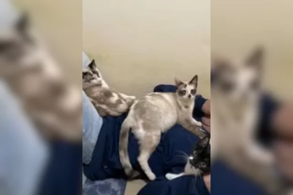Imagem colorida de gatos que morreram após passarem por cirurgia de castração gratuita - Metrópoles
