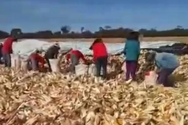 Imagem colorida de trabalhadores na colheita da palha do milho em Cezarina (GO)