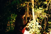 Guias ajudam visitantes a interpretar a floresta durante experiências na Amazônia Guias ajudam visitantes a interpretar a floresta durante experiências na Amazônia