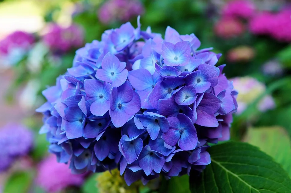 <b>Hortênsia (Hydrangea macrophylla):</b> São exuberantes e também contam com uma característica peculiar: um princípio ativo que pode torná-la venenosa para cães e gatos. O cianeto de hidrogênio, presente em todas as suas partes, é um veneno que se ingerido em grandes quantidades pode causar sérios problemas. A ingestão da hortênsia causa boca arroxeada, dificuldade respiratória, vômito, dor abdominal, diarreia e convulsões nos pets <b>Hortênsia (Hydrangea macrophylla):</b> São exuberantes e também contam com uma característica peculiar: um princípio ativo que pode torná-la venenosa para cães e gatos. O cianeto de hidrogênio, presente em todas as suas partes, é um veneno que se ingerido em grandes quantidades pode causar sérios problemas. A ingestão da hortênsia causa boca arroxeada, dificuldade respiratória, vômito, dor abdominal, diarreia e convulsões nos pets