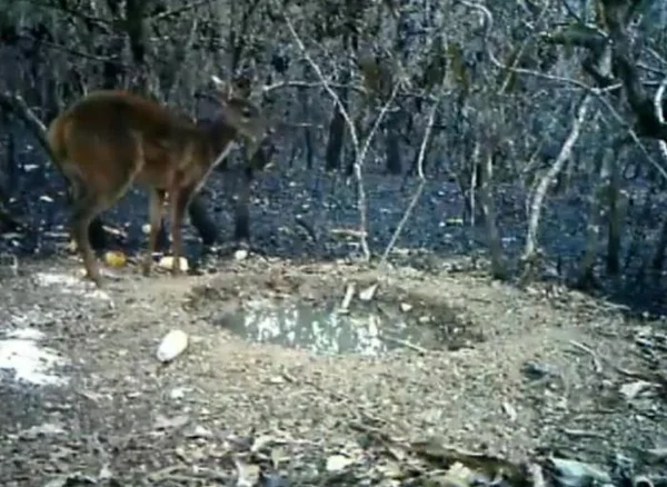 Câmera flagra animais sobreviventes de queimadas no MT. Veja imagens