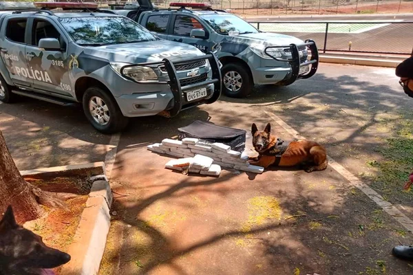 Cães da PM encontram mala com maconha, skank e cocaína em rodoviária do DF