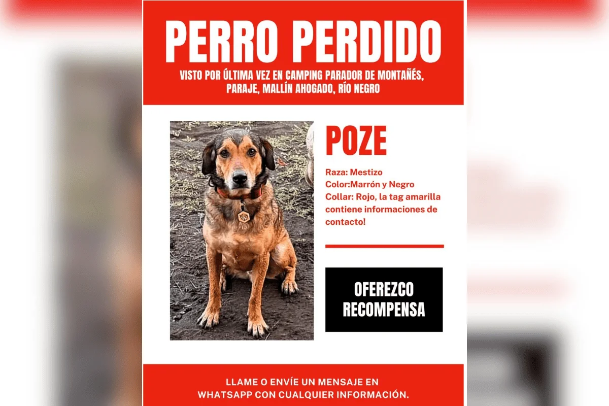 Influenciador paulista mobiliza buscas por cão Poze perdido na Argentina - imagem 3 Influenciador paulista mobiliza buscas por cão Poze perdido na Argentina - imagem 3