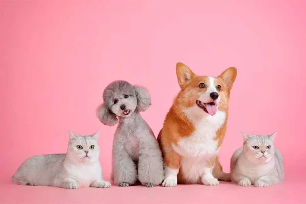 Cachorros e gatos juntos em fundo rosa
