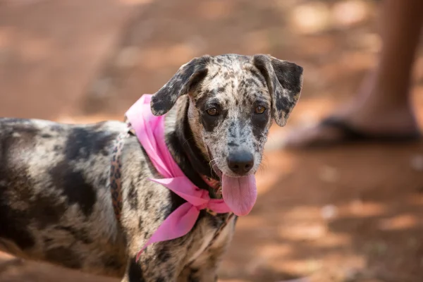 ‘Outubro Rosa’ pet alerta para câncer em animais com campanha no Parque da Cidade