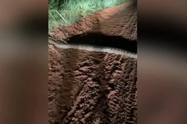 Imagem mostra sucuri gigante atravessando via do interior do Paraná - Metrópoles