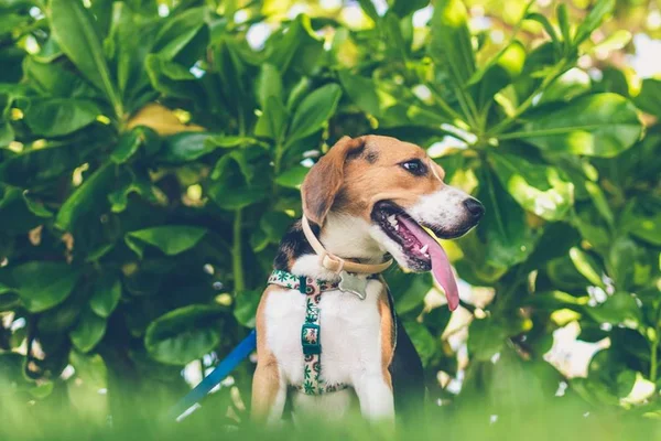 Dia de São Francisco: paróquias do DF oferecem bênçãos aos animais