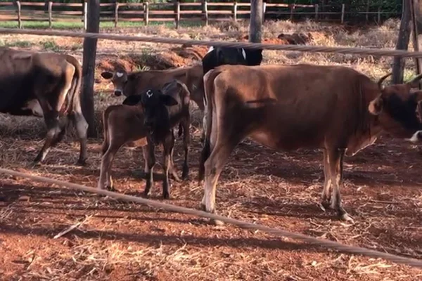 Gado Roubado
