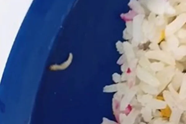 Larva em prato de merenda - Metrópoles