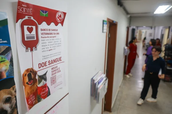 Falta de pets doadores de sangue deixa gatos e cães em risco no DF