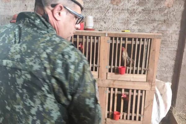 Polícia Militar Ambiental flagrou grupo suspeito de realizar rinhas de galo em sítio do Mirante de Paranapanema (SP)