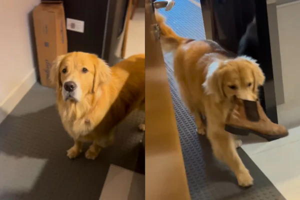 Montagem de duas imagens coloridas de cadela carregando sapato