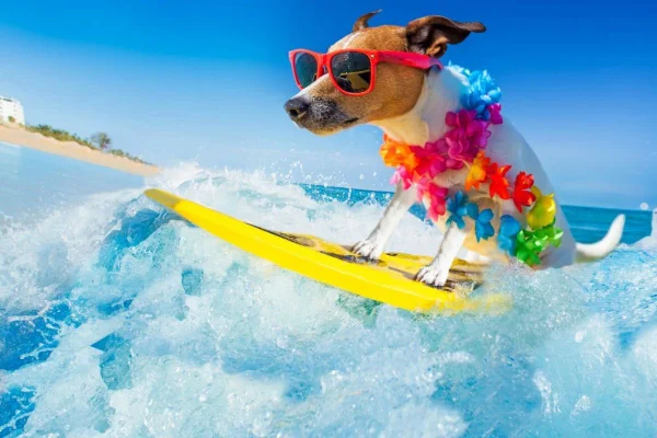 Pets no verão