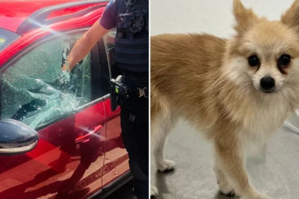 Imagem colorida de guarda quebrando carro e um cachorro