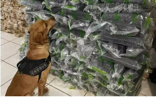 MS: cachorro policial especialista em drogas é batizado de “Maradona”