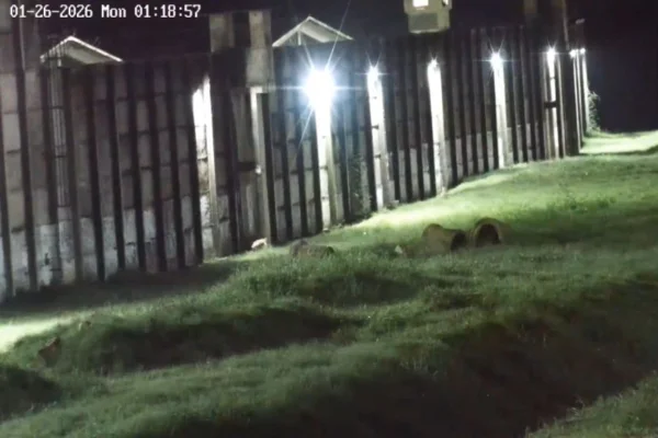 Detentos rendem policial penal e tentam fugir do Complexo de Gericinó